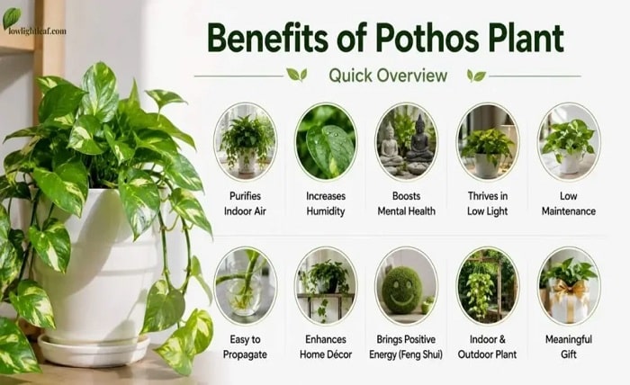 Indoor Plants