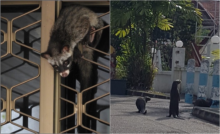 Wildlife Decides