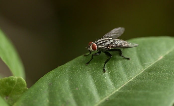 Common Pest
